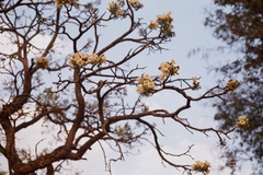 Radermachera xylocarpa